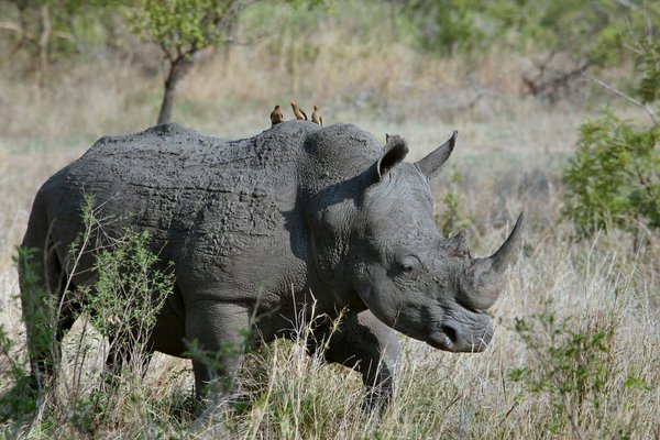 Quelle croisière offre des excursions pour observer les rhinocéros en Afrique du Sud?